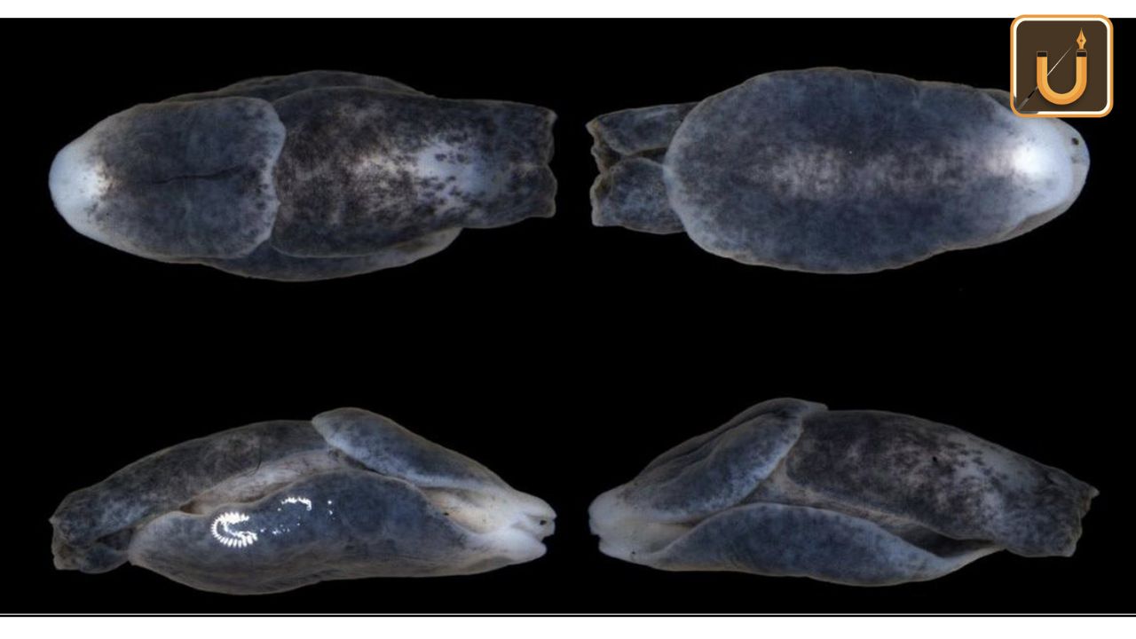Usthadian Academy / Zoological Survey Of India Names New Marine Species After President Droupadi Murmu | 02 mar 2024 Usthadian Academy / Zoological Survey Of India Names New Marine Species After President Droupadi Murmu